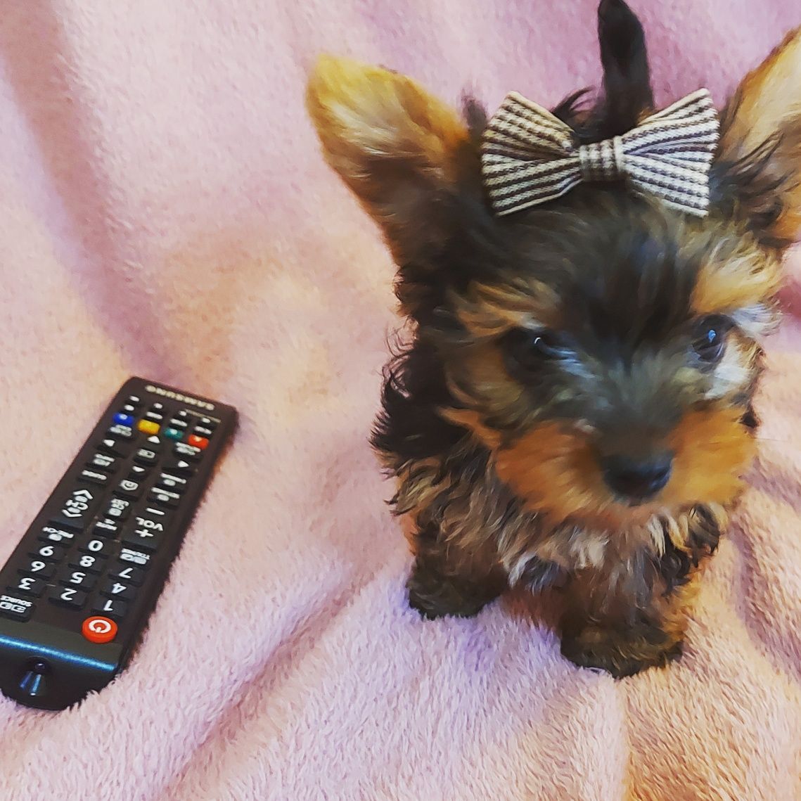 Yorkshire Terrier Fêmea e macho