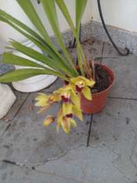 Orquídeas 5€ cada