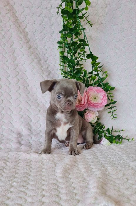 Excecional bonequinha lilac Chihuahua/Chiuaua. LinhagemRussa