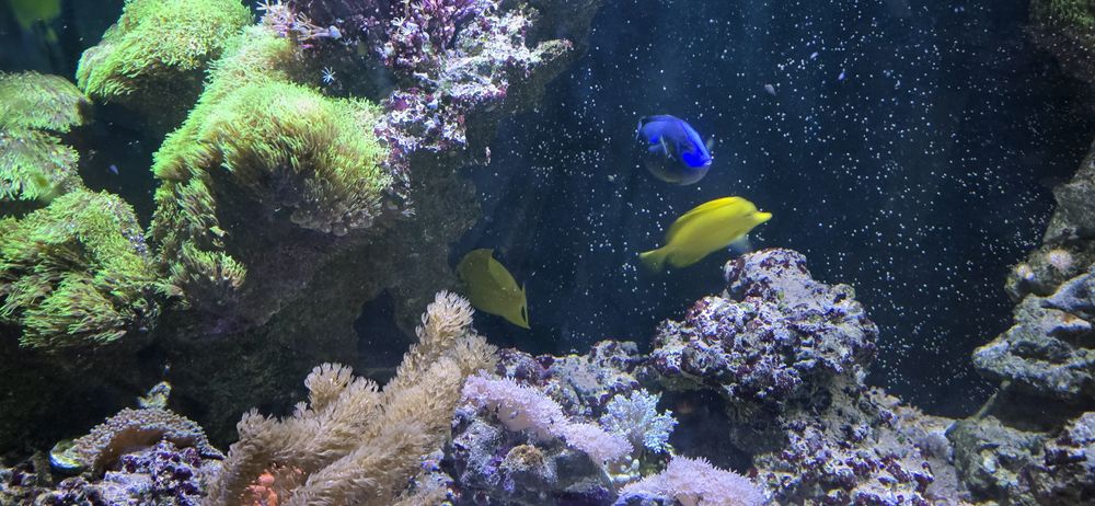 Skała morska ze zbiornika 600l