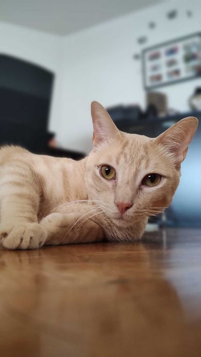 Gato para adoção consciente