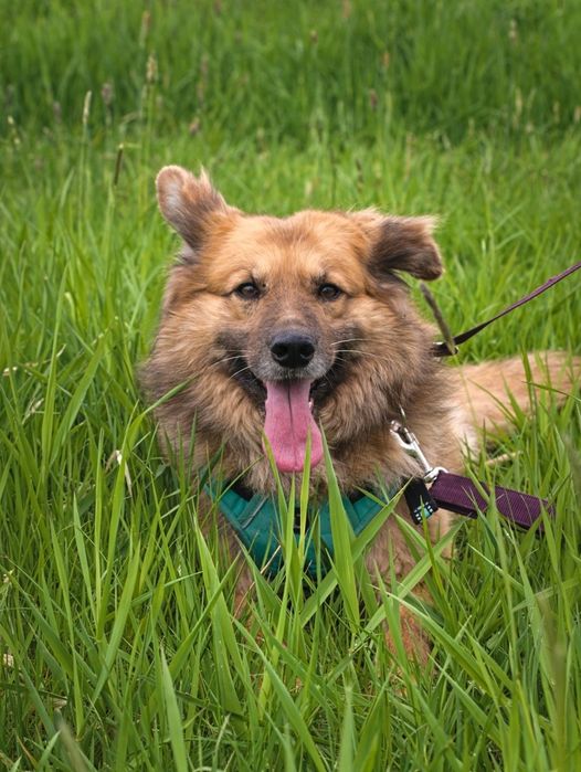 Puchaty beżowy pies w typie samoyeda i eurasiera szuka domku