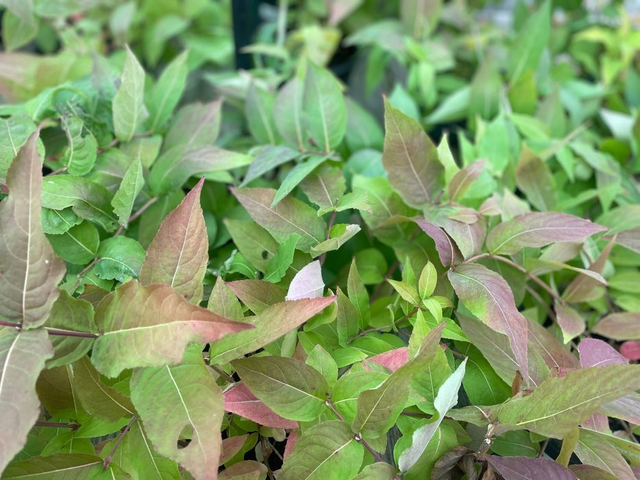 Zadrzewnia bezogonkowa 'Butterfly' (Diervilla sessilifolia) 2.0L