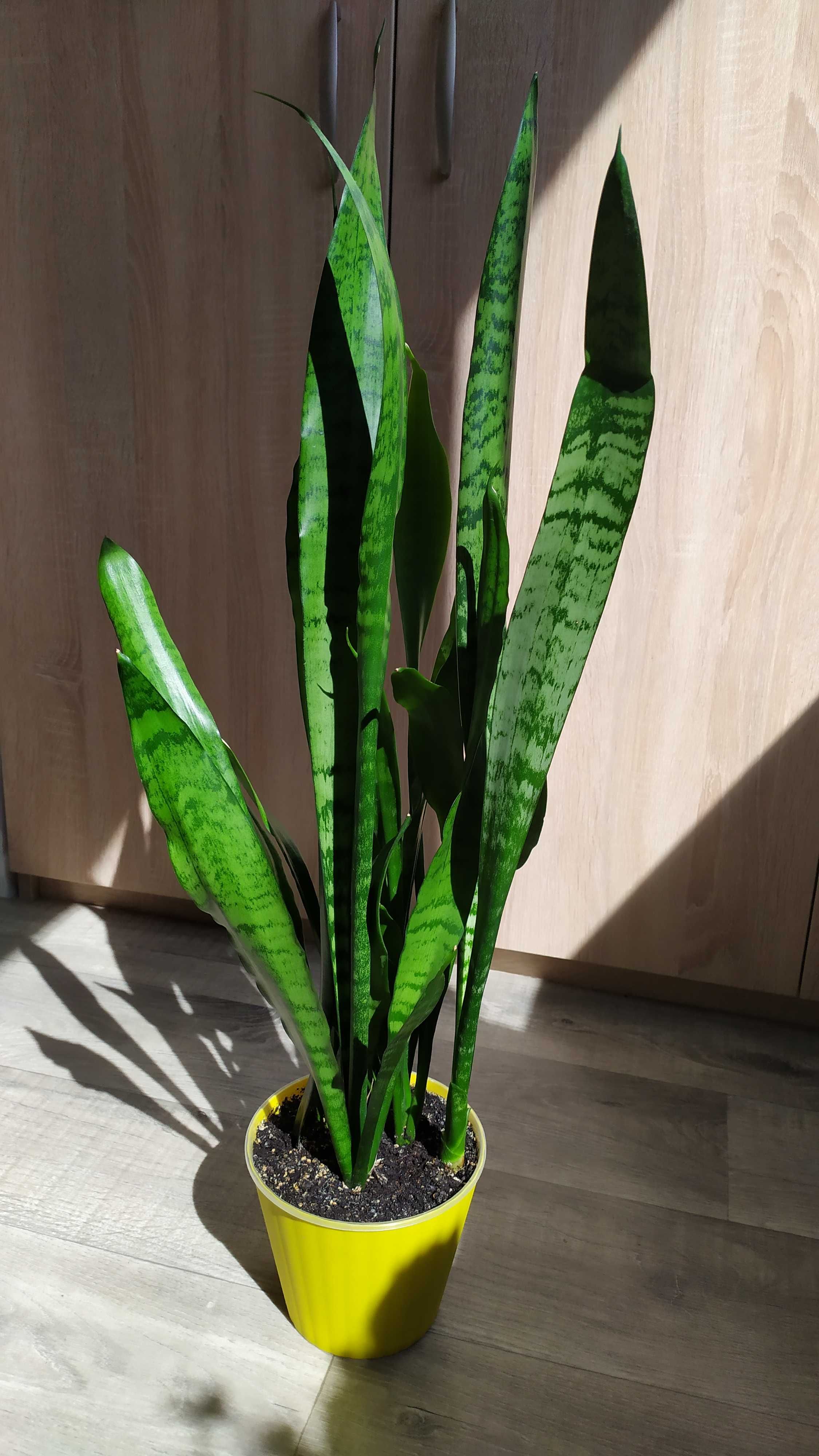 Сансевієрія Зейланіка Sansevieria Trifasciata Сансевиерия