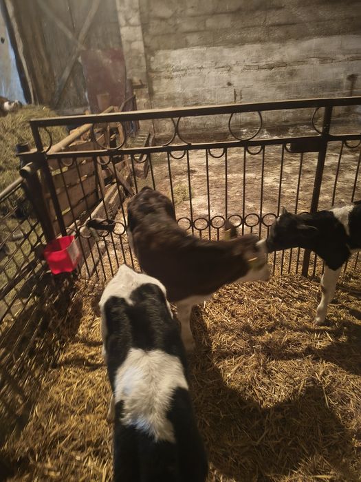 Cielaki byczki SM i mm