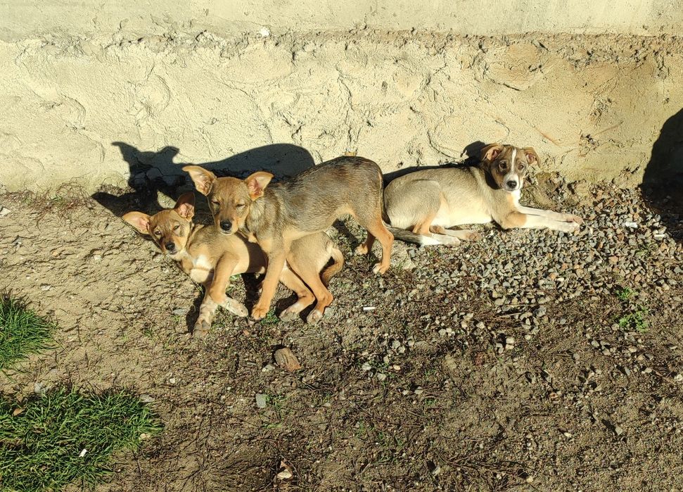 Віддам цуценят в добрі руки