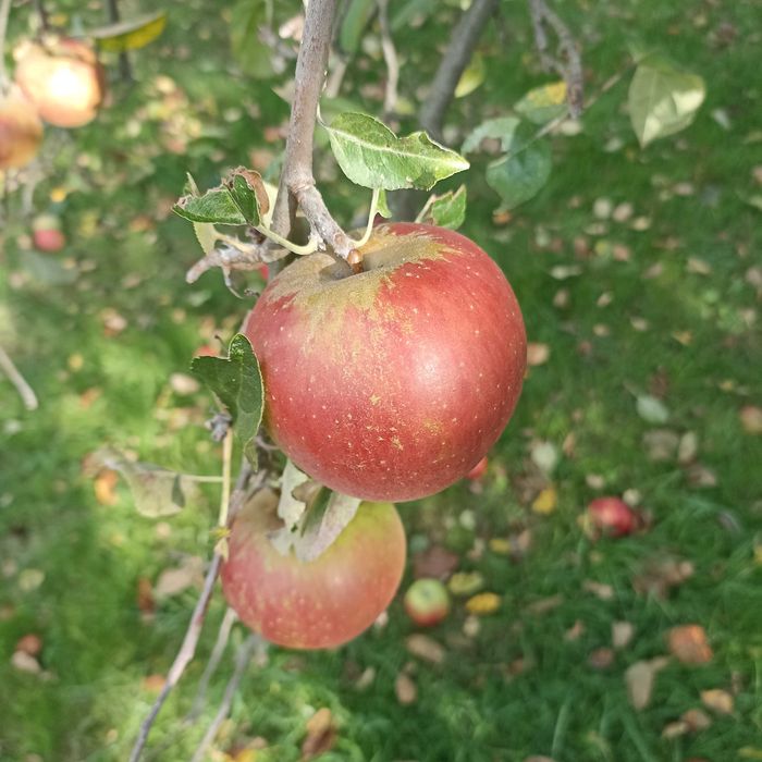 Jabłka ze starego sadu stare odmiany naturalne niepryskane 5kg mix