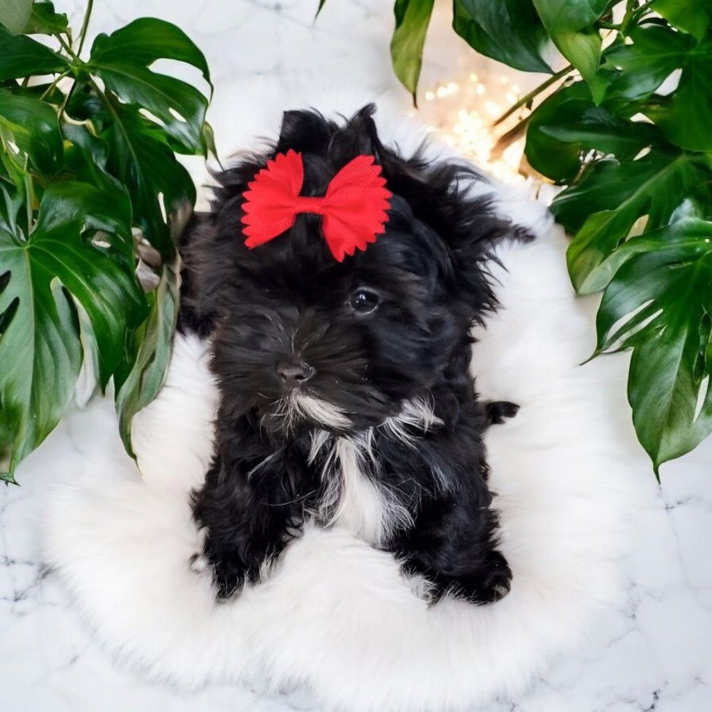 **FANTASTYCZNA**czarna MINI  Dziewczynka Black Yorkshire Terrier