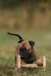 Owczarek Belgijski Malinois  - Wrocław