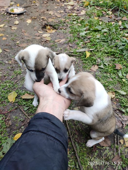 щенки ,собачки ,