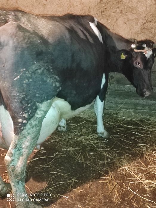 Продам корову на хозяйство