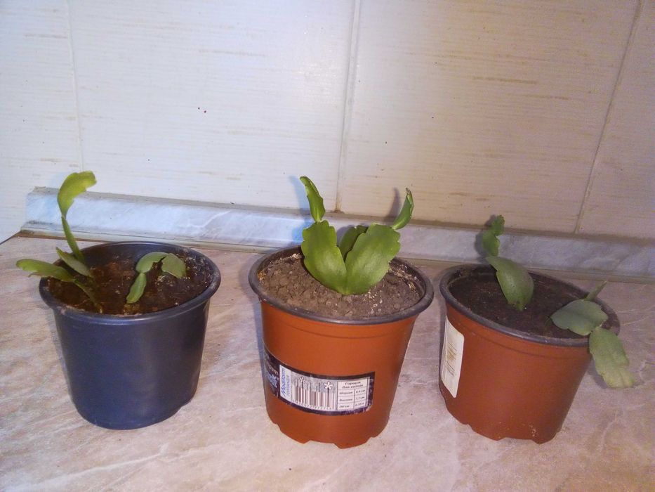 Рождественник Шлюмбергер Рздвяник Декабрист