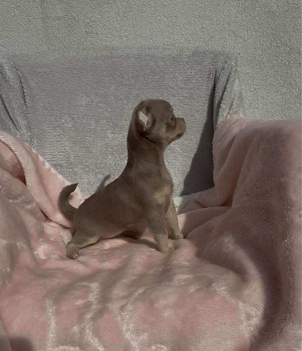 Chihuahua przepiekna suczka lilac tan