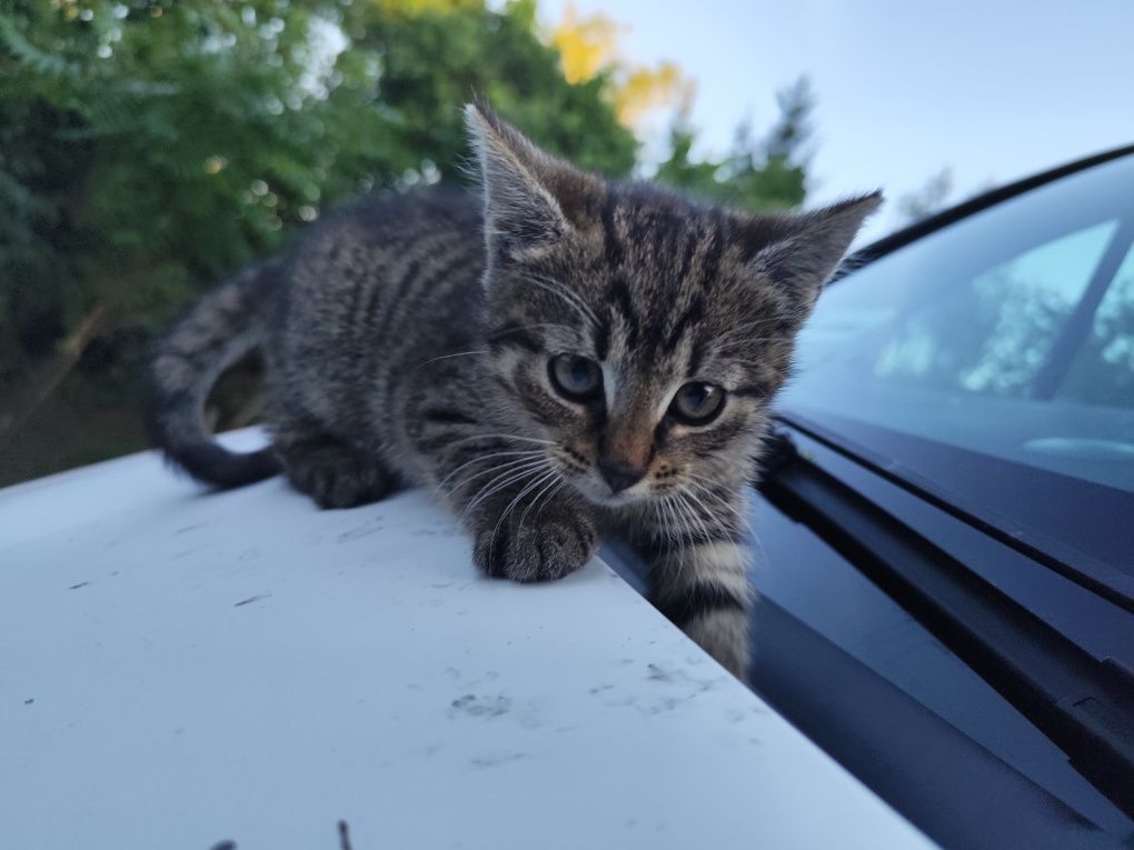 Oddam koty bez umowy adopcyjnej