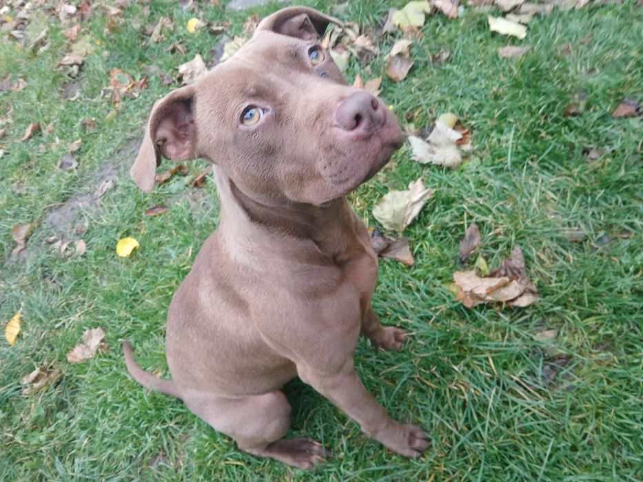 Віддам у хороші руки