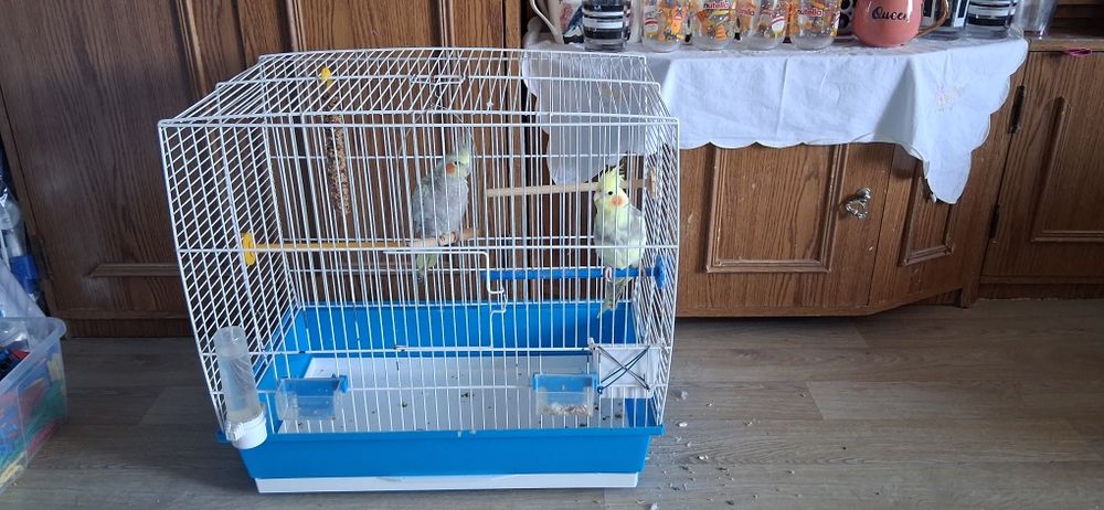 Papugi nimfy ÷ klatka