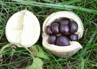 Семена( орешки) Ксантоцера или Чекалкин орех.