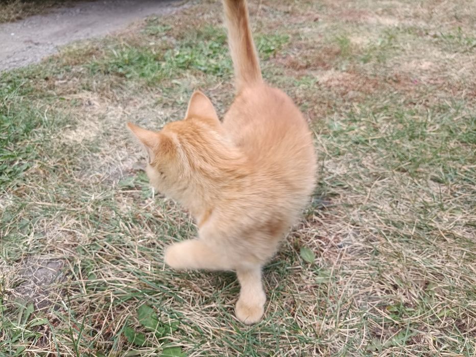 Кошенята в добрі руки, дівчинка і хлопчик