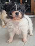 Papillon spaniel kontynentalny miniaturowy