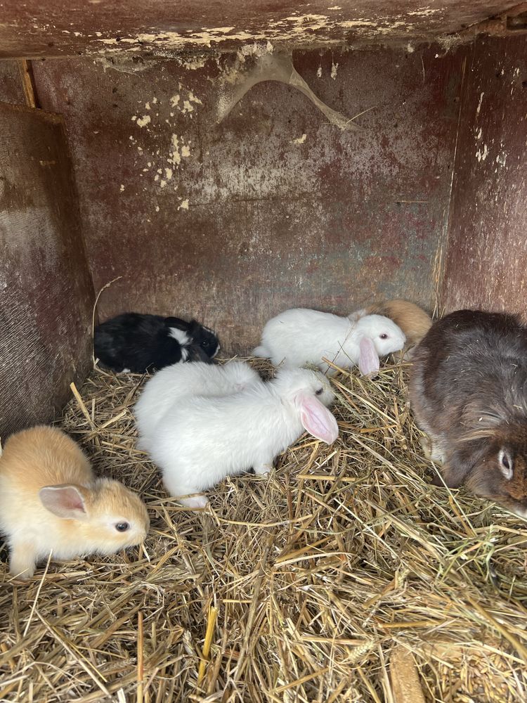Króliki miniatorki baranki mini lop i zwykłe baranki i kaczke kanadyjk
