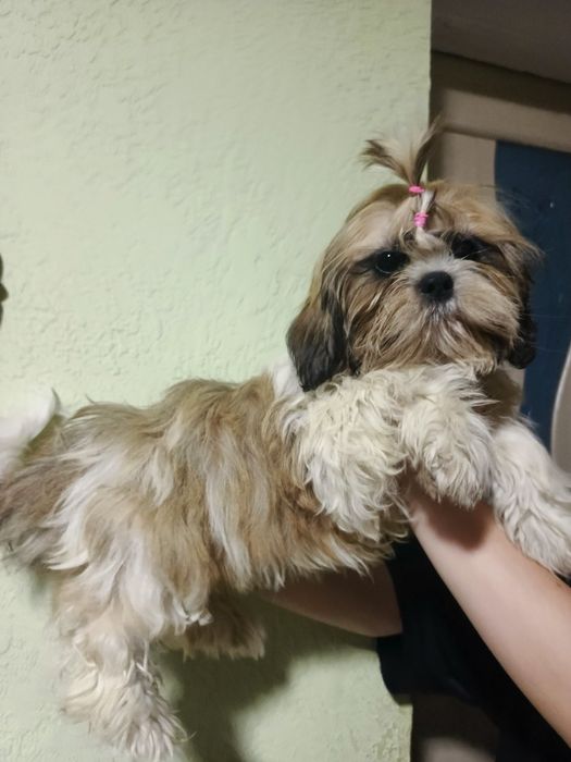 Дівчинка шит-цу  4 міс.