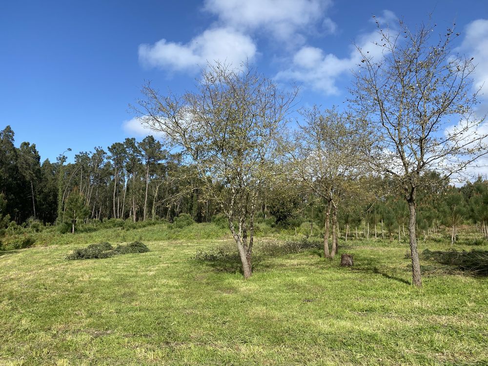 Limpeza terrenos, pinhais…