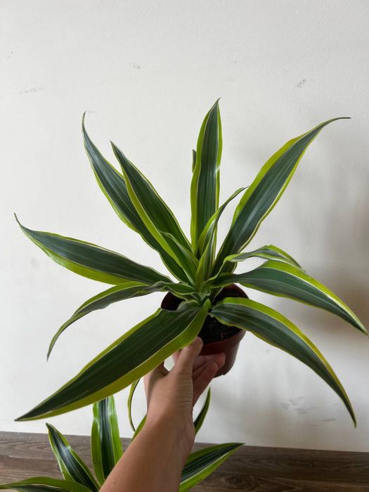 Фікус лірата драцена заміокулькас равен зензі сингоніум маранта