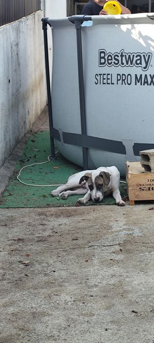 Cão para adoção em viseu