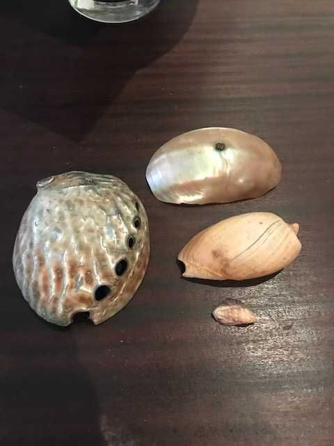 Conchas e búzios