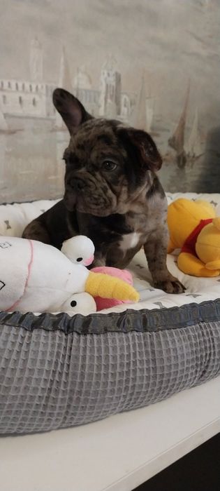 Хлопчик французский бульдог