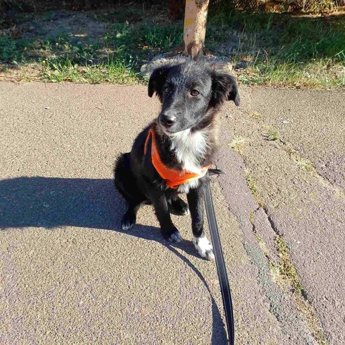 Мальчики девченки в поисках дома