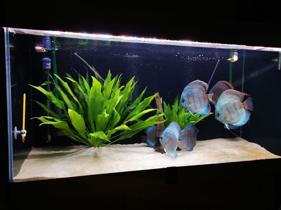 Zestaw akwariowy diversa 200L