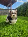 Yorkshire Terrier biewer MORKIE SUNIA