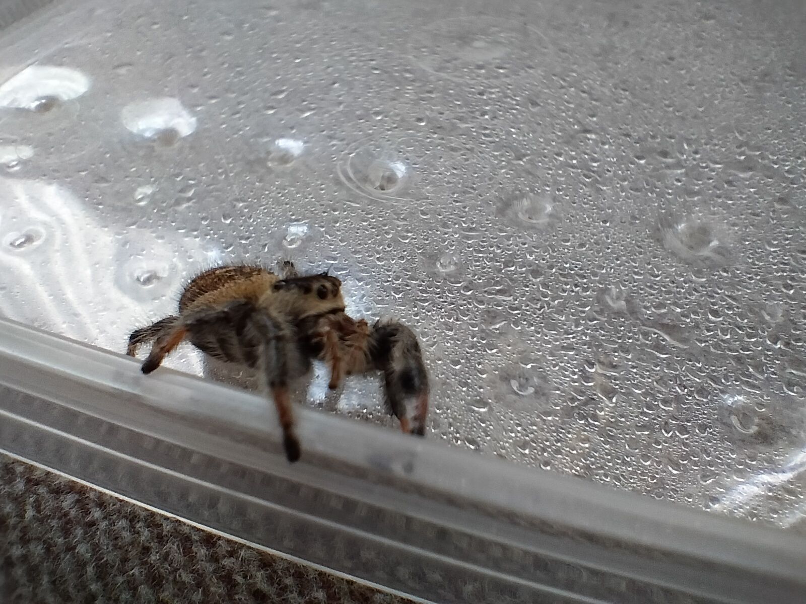 Parka skakunów królewskich Phidippus regius