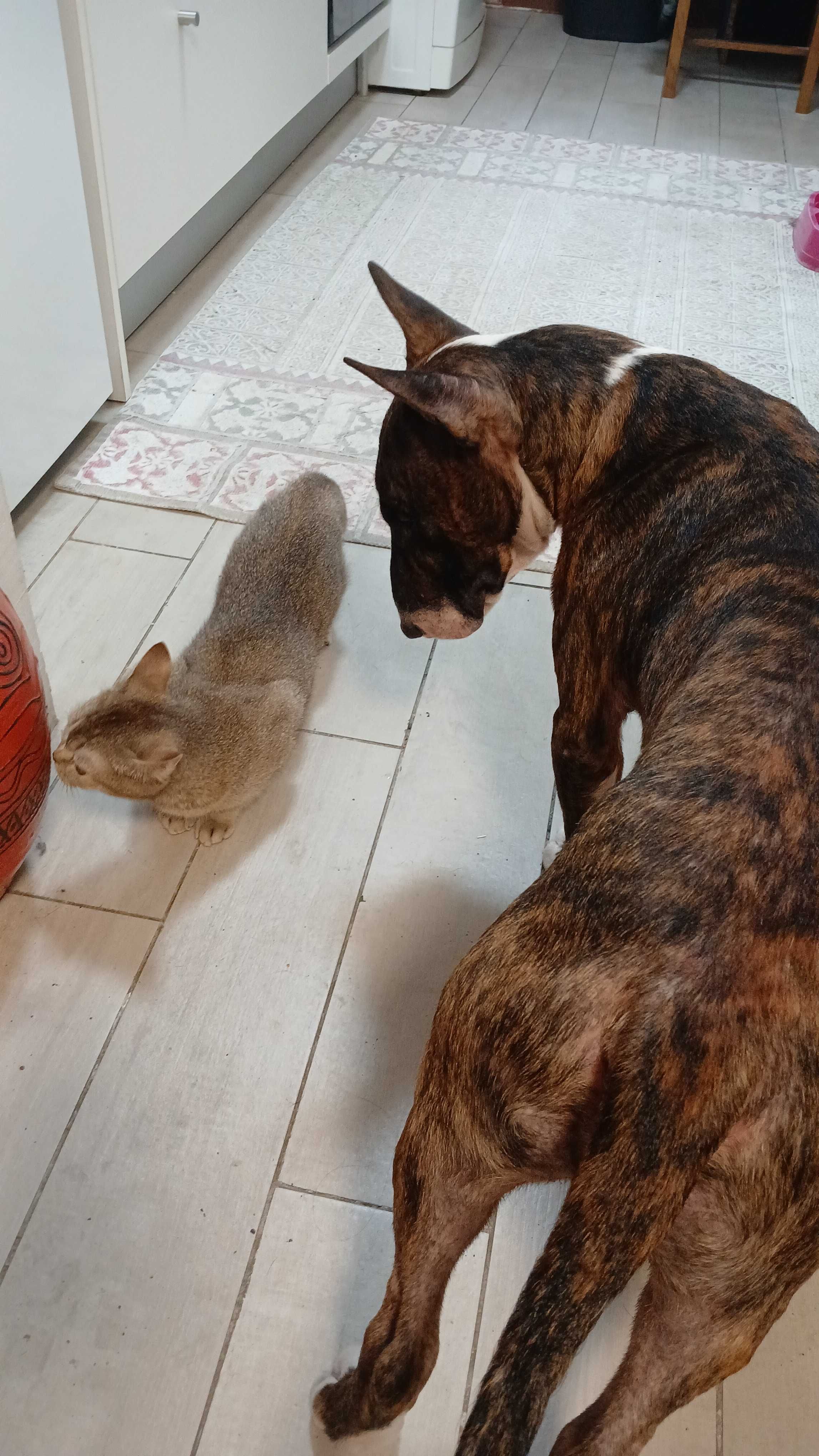 Dou cão  para adocao