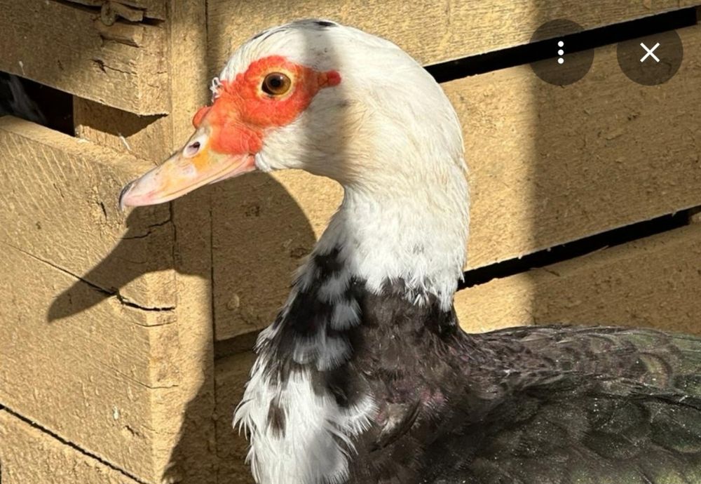 Patos mudos adultos