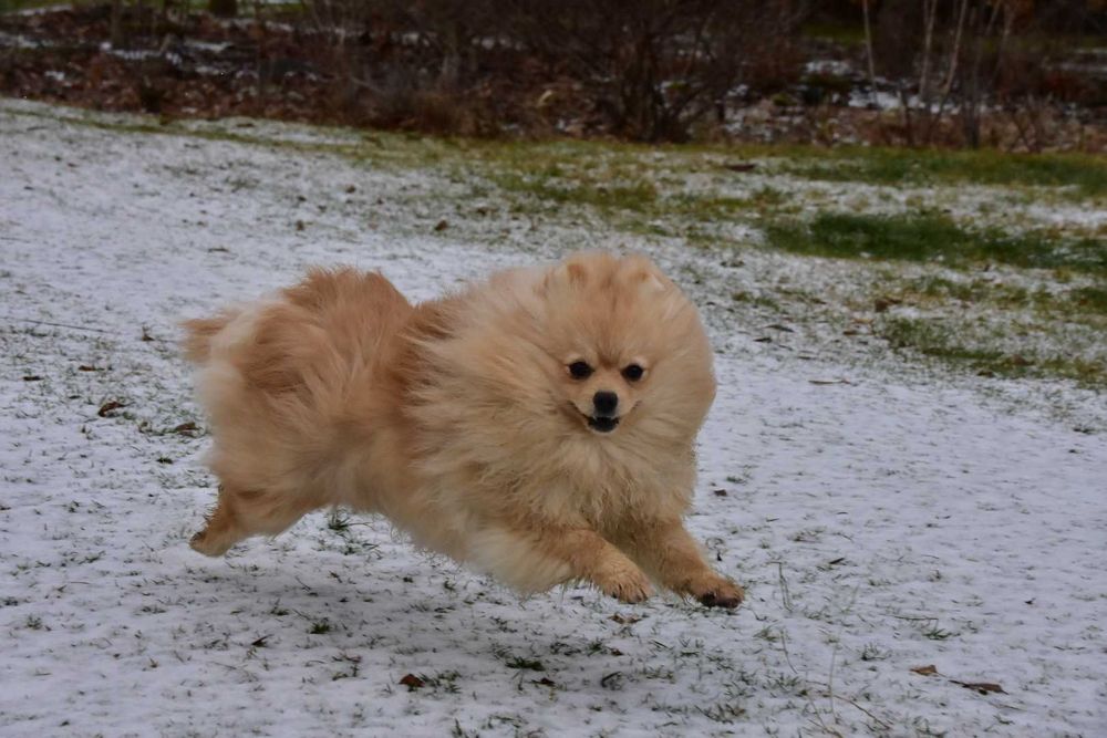 Pomeranian szpic miniaturowy cudna suczka FCI