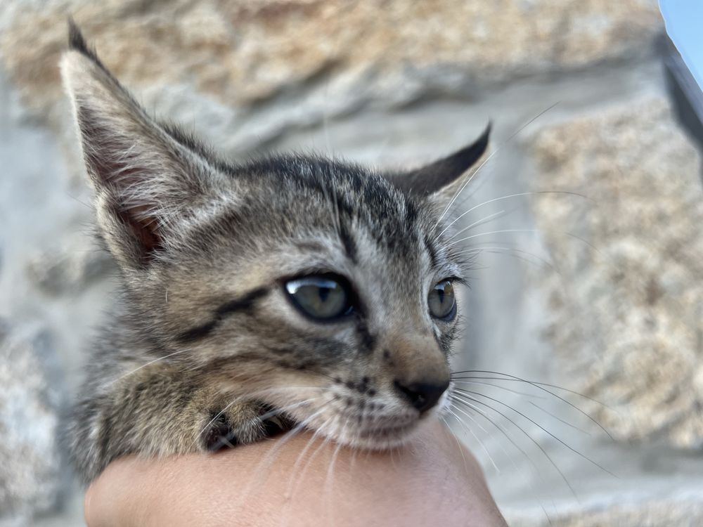 Gatinho para adoção