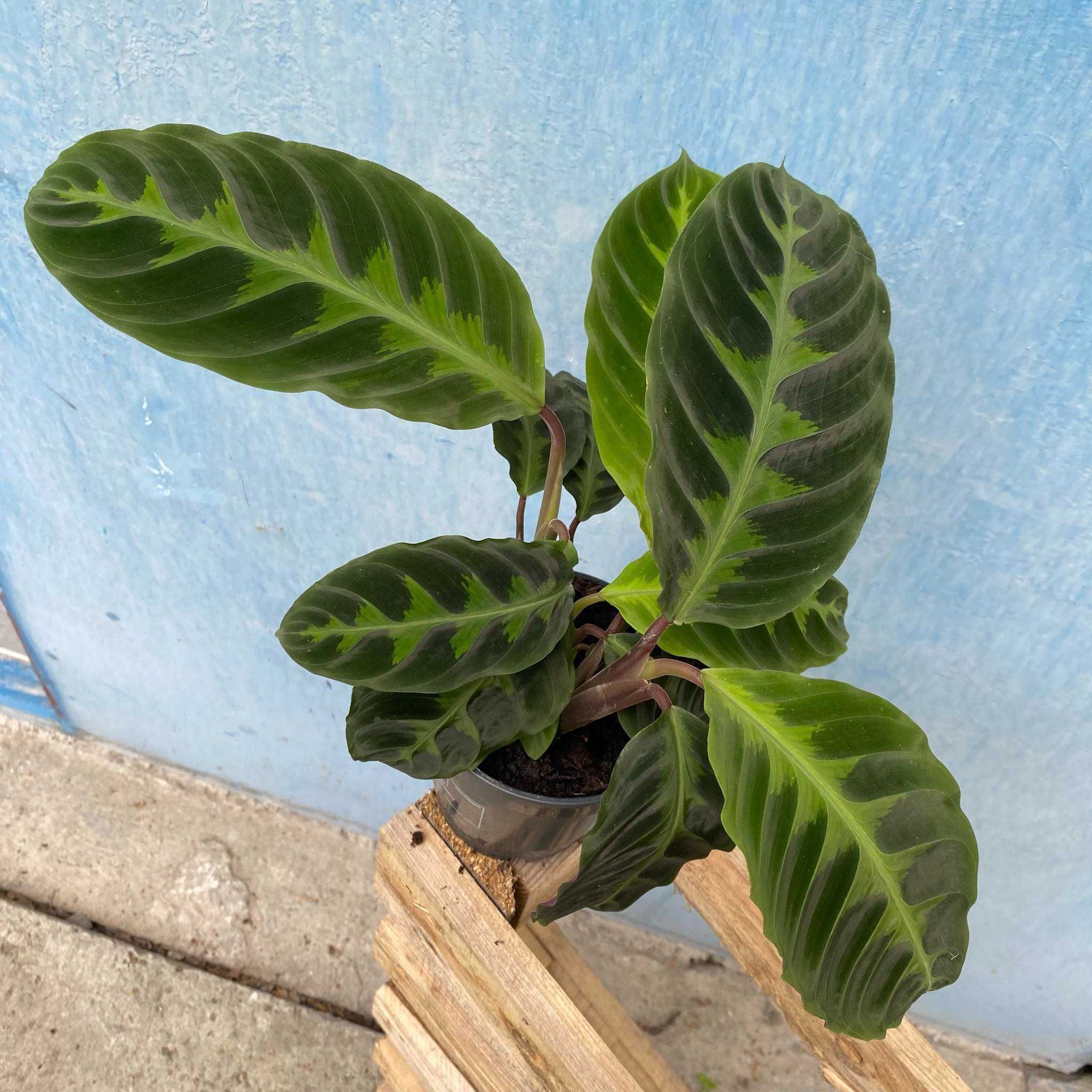 Calathea Warscewiczii Kalatea