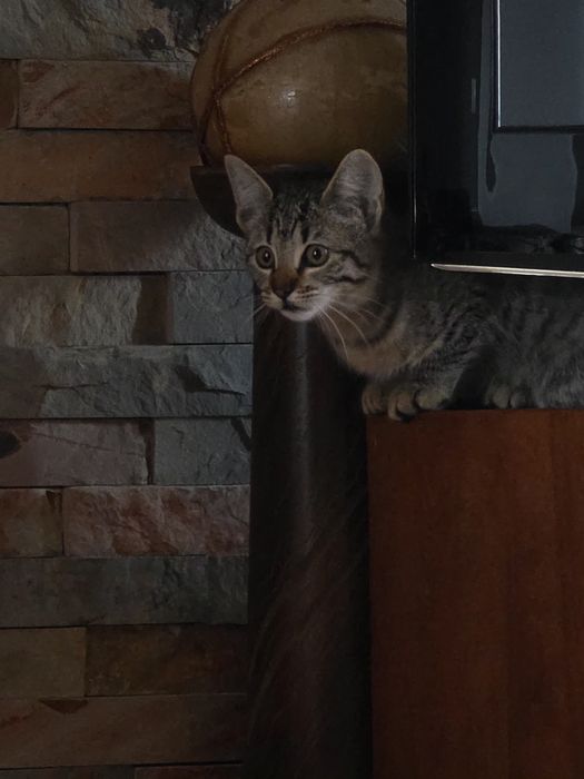 Gatinho para adopção