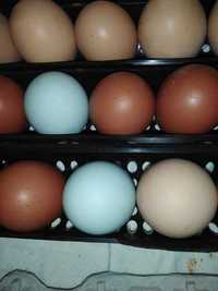 Vendo ovos de galinha: Cream legbar, Maran preto cobre e Sussex light