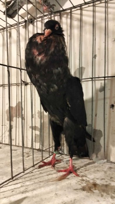 Garłacze Stawaki  polskie