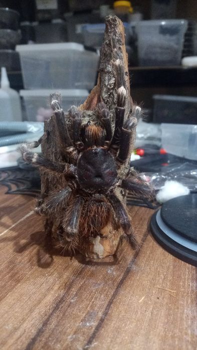 Preparaty na zamowienie