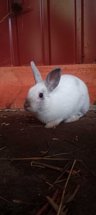 szukają nowych domów