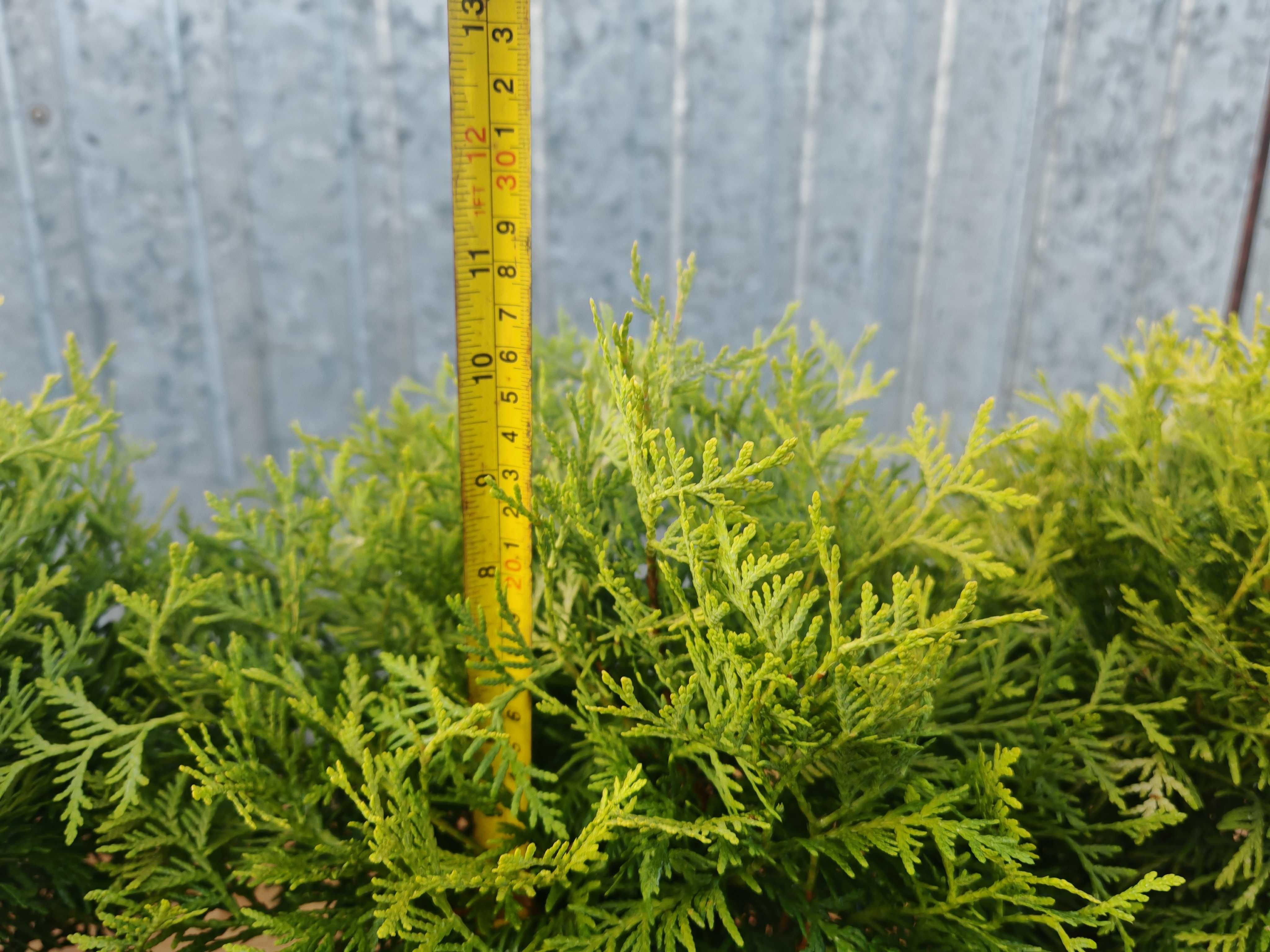 PIĘKNA Złota Thuja Danica Danika Gold Aurea kulka 4 letnia sadzonka