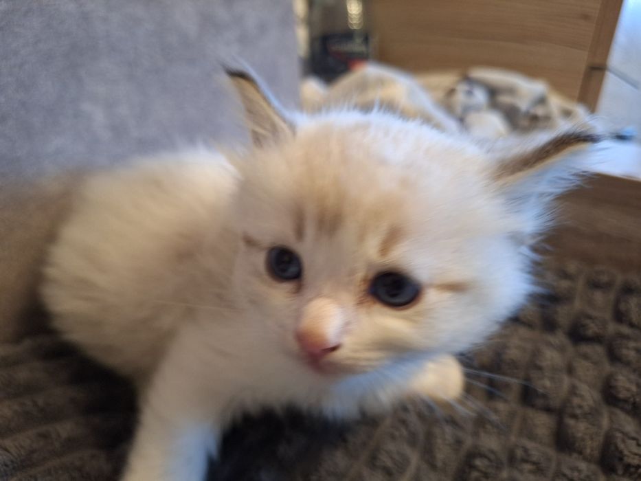Ragdoll chłopczyk seal bicolor lynx