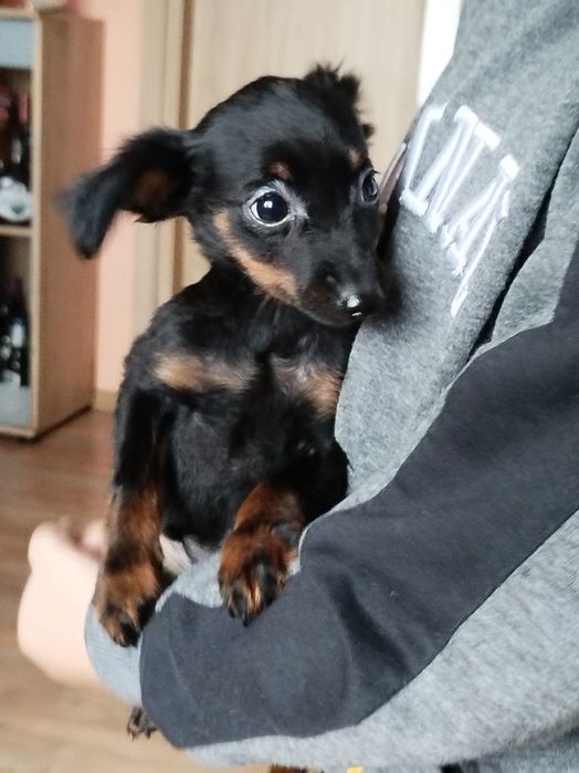 Pieski pinczer miniaturowy szukają nowych domków