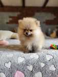 Szpic miniaturowy pomeranian