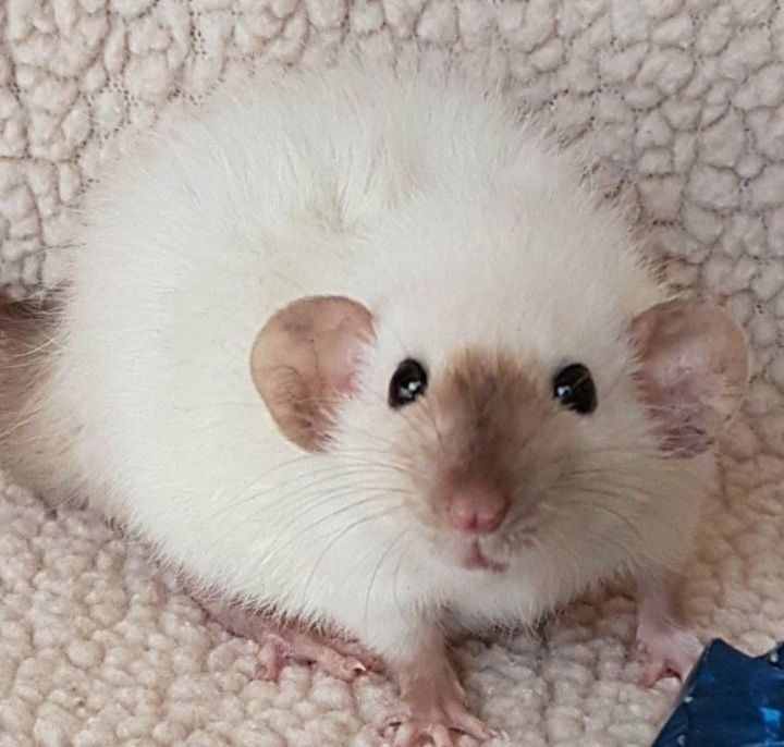 Сіамські ручні щурики.