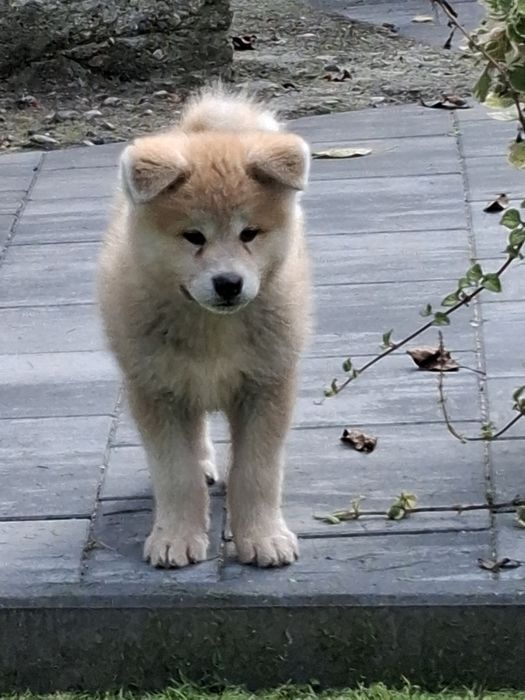 Akita inu chłopiec
